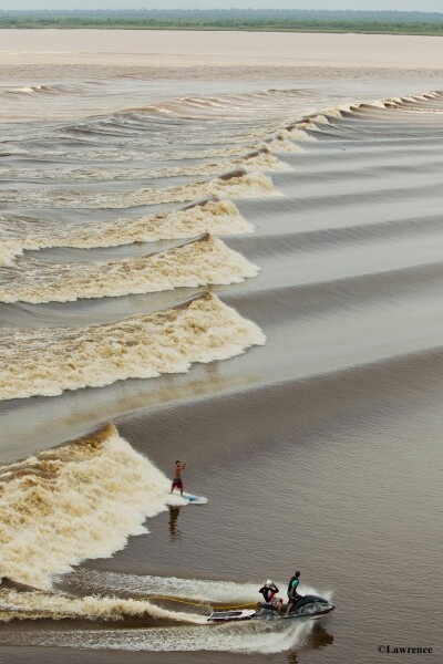 This is called bono from kampar river riau Indonesia indonesiaproud