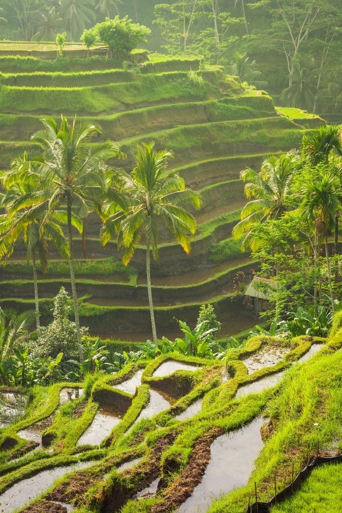 Ubud Hotels Where To Stay In Ubud 2026 Guide